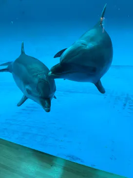 アクアワールド茨城県大洗水族館に投稿された画像（2026/10/1）
