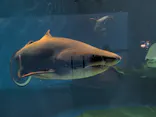 アクアワールド茨城県大洗水族館に投稿された画像（2026/10/2）