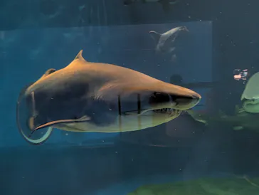 アクアワールド茨城県大洗水族館に投稿された画像（2026/10/2）