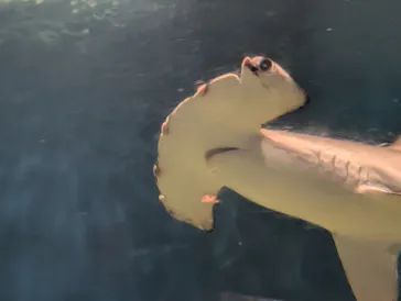 アクアワールド茨城県大洗水族館に投稿された画像（2026/10/2）