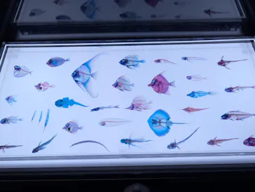 アクアワールド茨城県大洗水族館に投稿された画像（2026/10/2）