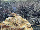 しながわ水族館に投稿された画像（2026/10/2）