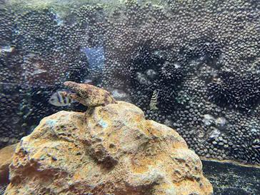 しながわ水族館に投稿された画像（2026/10/2）