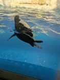 名古屋港水族館に投稿された画像（2026/10/2）