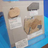 特別展　大絶滅展に投稿された画像（2026/10/3）
