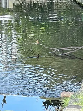 安城産業文化公園デンパークに投稿された画像（2026/10/3）