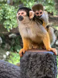 伊豆シャボテン動物公園に投稿された画像（2026/10/3）