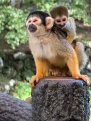 伊豆シャボテン動物公園に投稿された画像（2026/10/3）
