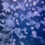 新江ノ島水族館に投稿された画像（2026/10/3）