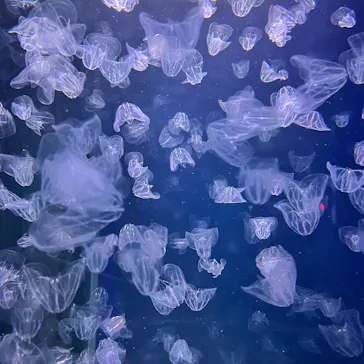 新江ノ島水族館に投稿された画像（2026/10/3）