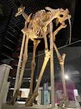 国立科学博物館に投稿された画像（2026/10/3）