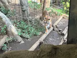 恩賜上野動物園に投稿された画像（2026/10/3）