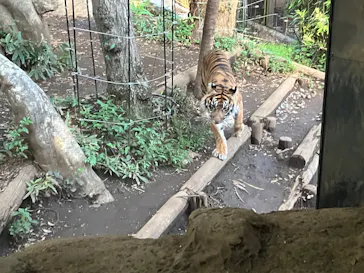 恩賜上野動物園に投稿された画像（2026/10/3）
