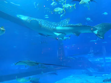 沖縄美ら海水族館に投稿された画像（2026/10/3）