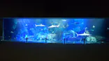 大分マリーンパレス水族館 「うみたまご」に投稿された画像（2026/10/3）