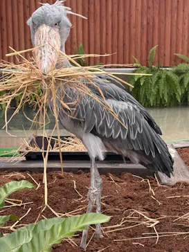 掛川花鳥園に投稿された画像（2026/10/3）