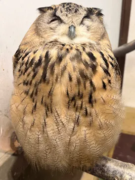 掛川花鳥園に投稿された画像（2026/10/3）