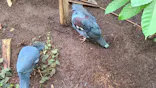 千葉市動物公園に投稿された画像（2026/10/3）