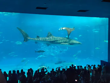 沖縄美ら海水族館に投稿された画像（2026/10/3）