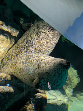 アクアワールド茨城県大洗水族館に投稿された画像（2026/10/3）