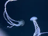 サンシャイン水族館に投稿された画像（2026/10/4）