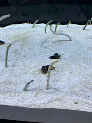 すみだ水族館に投稿された画像（2026/10/4）