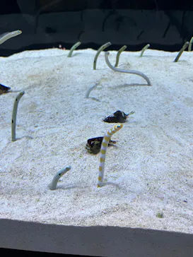 すみだ水族館に投稿された画像（2026/10/4）