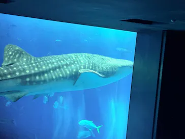 沖縄美ら海水族館に投稿された画像（2026/10/4）