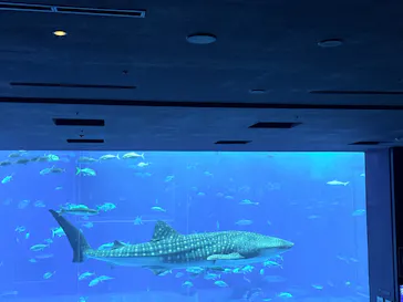 沖縄美ら海水族館に投稿された画像（2026/10/4）