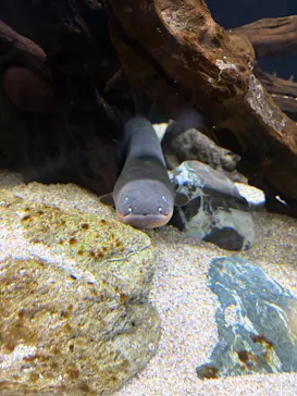 AQUARIUM × ART　atoaに投稿された画像（2026/10/4）
