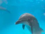 新江ノ島水族館に投稿された画像（2026/10/4）