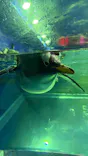 島根県立 しまね海洋館に投稿された画像（2026/10/4）