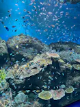 アクアワールド茨城県大洗水族館に投稿された画像（2026/10/4）
