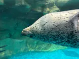 アクアワールド茨城県大洗水族館に投稿された画像（2026/10/4）
