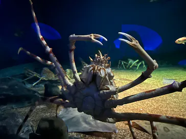 アクアワールド茨城県大洗水族館に投稿された画像（2026/10/4）