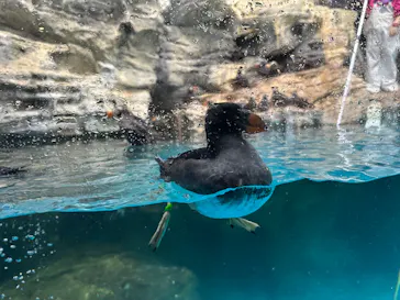 アクアワールド茨城県大洗水族館に投稿された画像（2026/10/4）