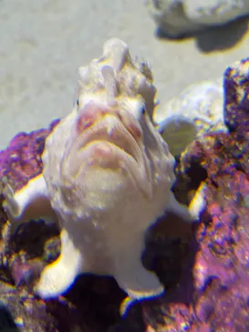 アクアワールド茨城県大洗水族館に投稿された画像（2026/10/4）