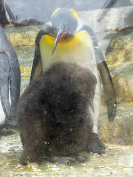 仙台うみの杜水族館に投稿された画像（2026/10/4）
