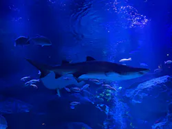 すみだ水族館に投稿された画像（2026/10/4）