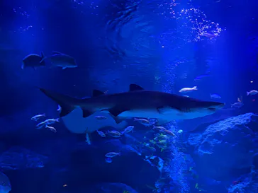 すみだ水族館に投稿された画像（2026/10/4）