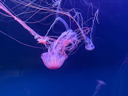 すみだ水族館に投稿された画像（2026/10/4）