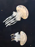 新江ノ島水族館に投稿された画像（2026/10/4）
