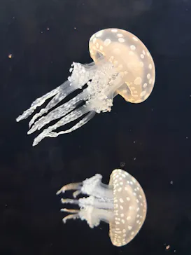新江ノ島水族館に投稿された画像（2026/10/4）