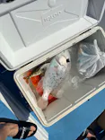 釣り船　博栄丸に投稿された画像（2026/10/4）