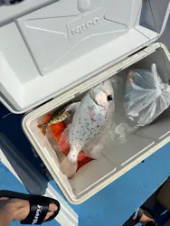 釣り船　博栄丸に投稿された画像（2026/10/4）