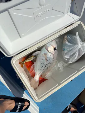 釣り船　博栄丸に投稿された画像（2026/10/4）