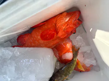 釣り船　博栄丸に投稿された画像（2026/10/4）