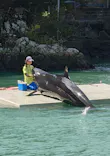 太地町立くじらの博物館に投稿された画像（2026/10/4）