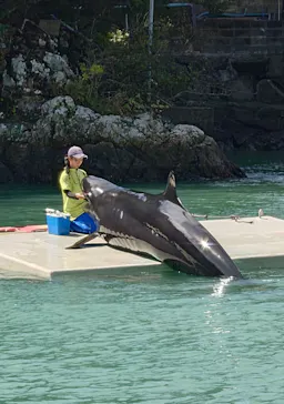 太地町立くじらの博物館に投稿された画像（2026/10/4）