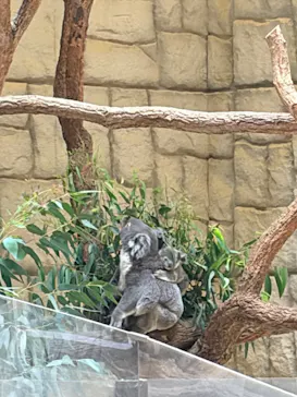 名古屋市東山動植物園に投稿された画像（2026/10/4）